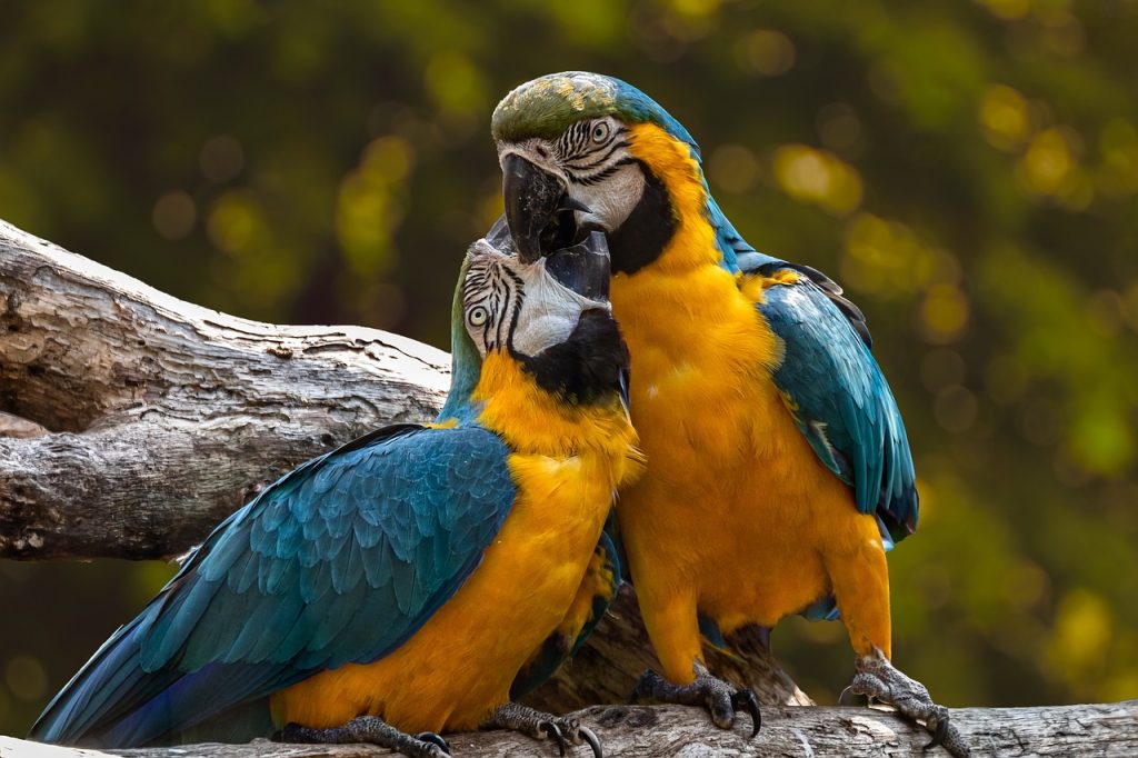 parrots, birds, perched-3427188.jpg